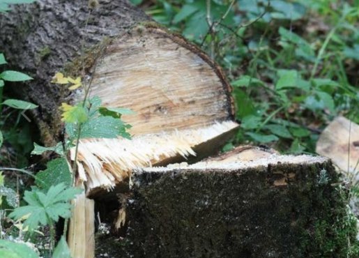 Спил и вырубка деревьев стоимость услуг и где заказать - Севастополь