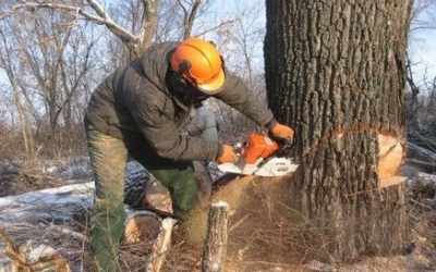 Спил и вырубка деревьев - Севастополь, цены, предложения специалистов