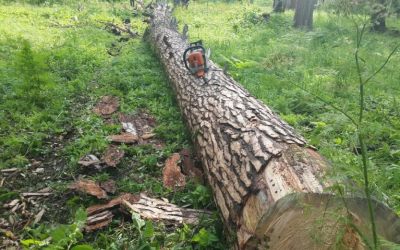 Спил и вырубка деревьев, корчевание пней - Симферополь, цены, предложения специалистов