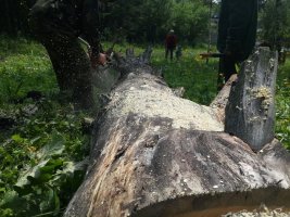 Спил и вырубка деревьев, корчевание пней стоимость услуг и где заказать - Севастополь